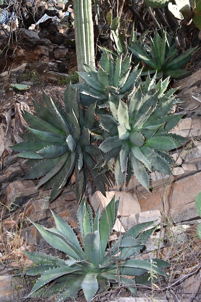 Oteroi