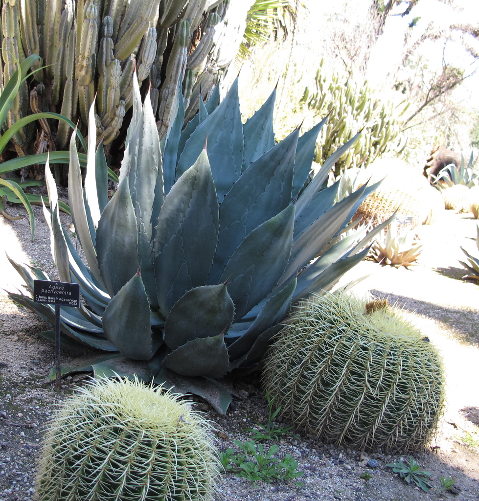 Agave pachycentra