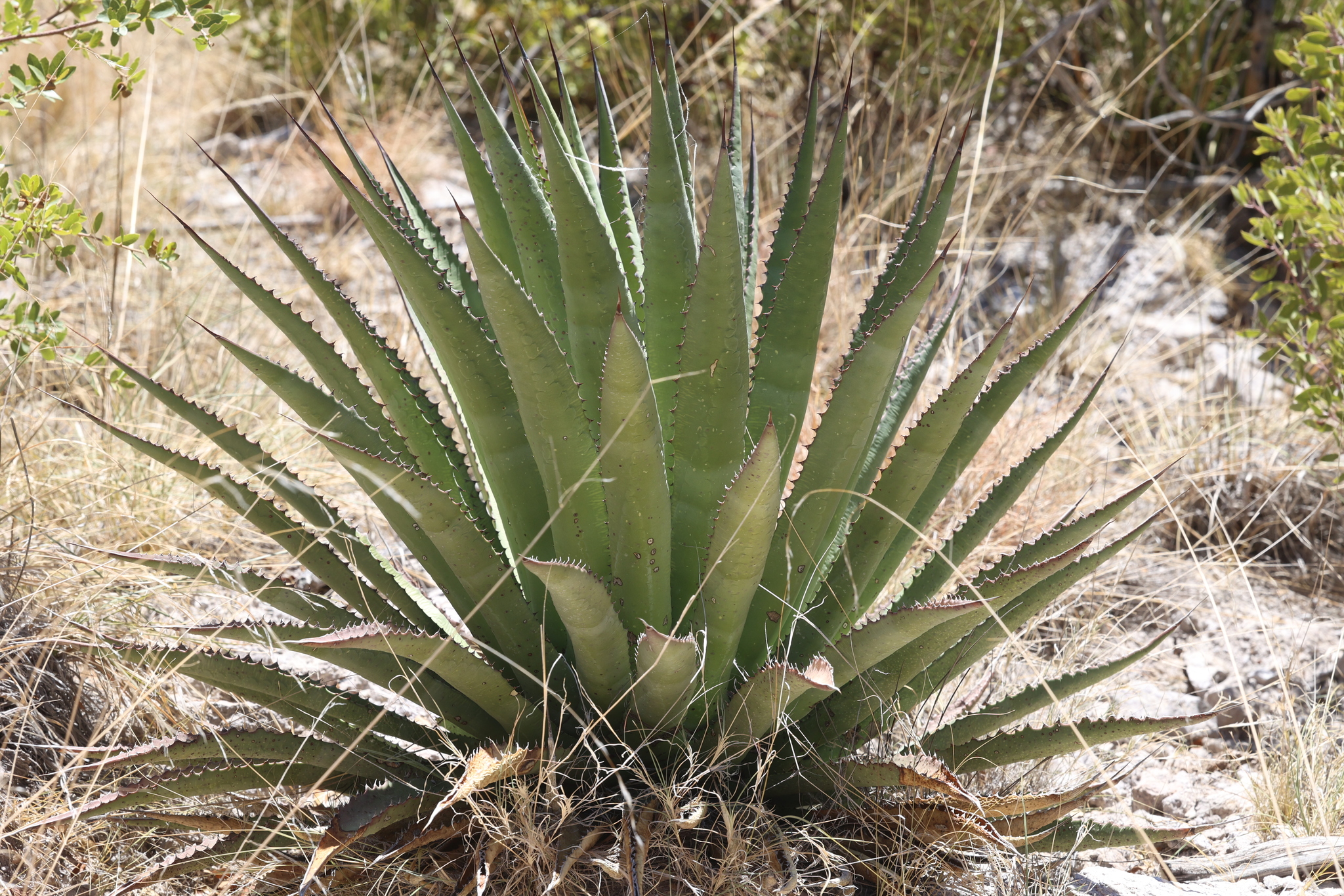 Agave palmeri