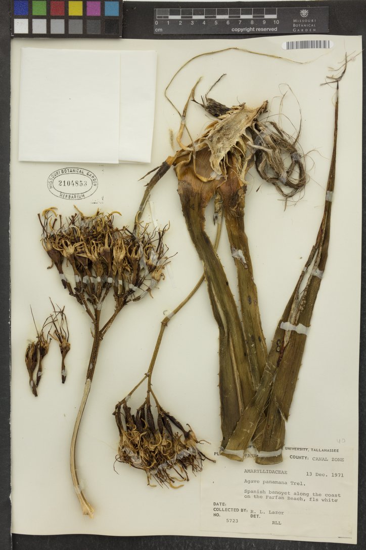 Agave panamana
