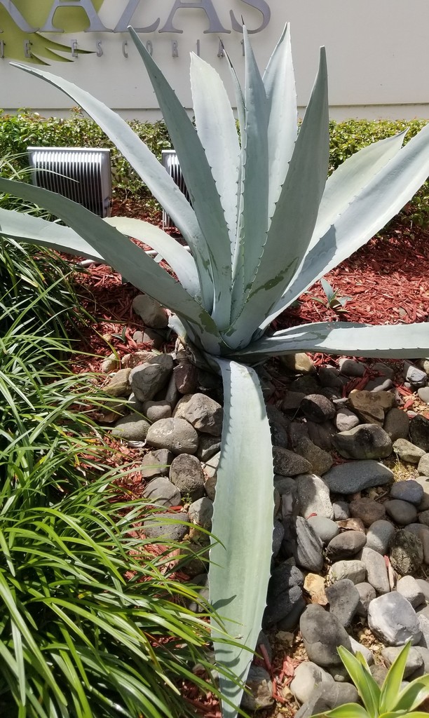 Agave parvidentata