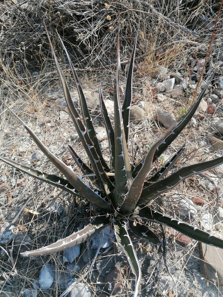 Agave peacockii