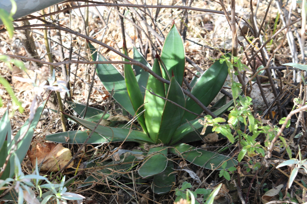 Agave pelona