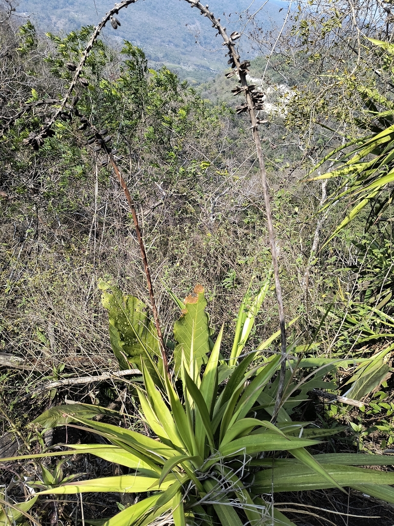 Agave pendula
