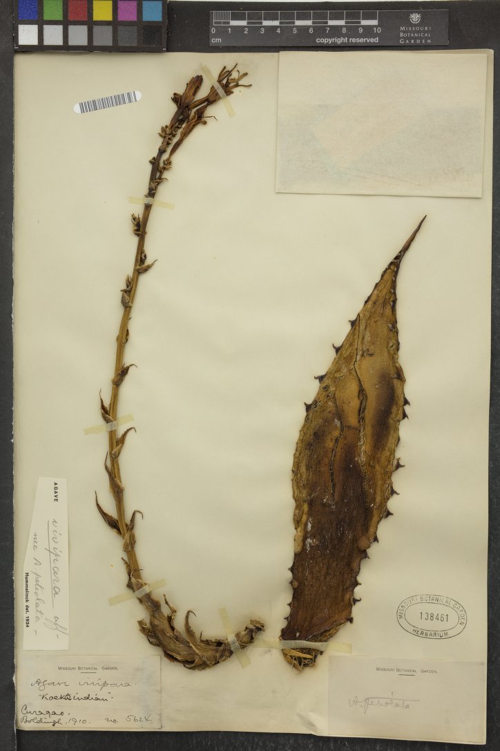 Agave petiolata