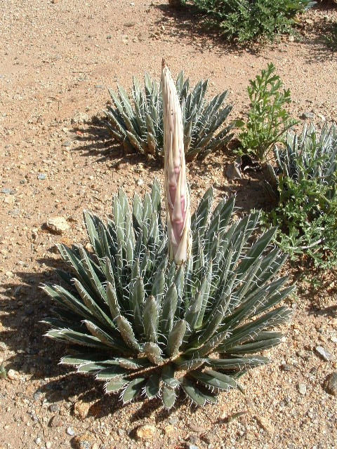 Agave polianthiflora