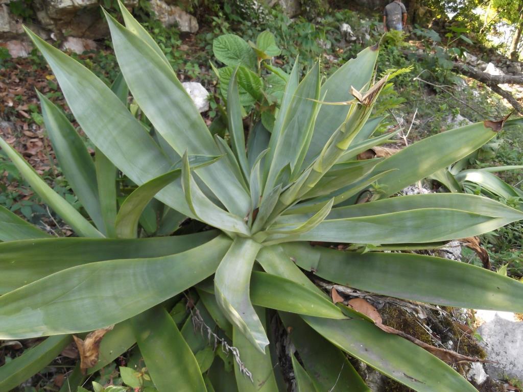 Agave polyacantha