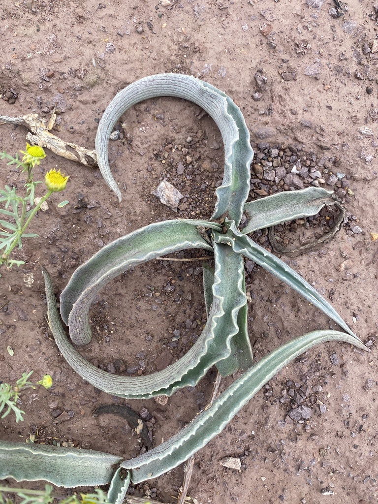 Agave potosina