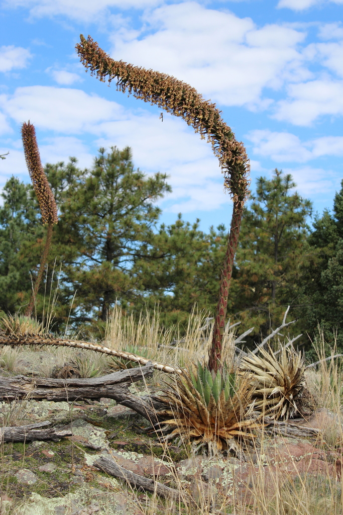 Agave potreriana