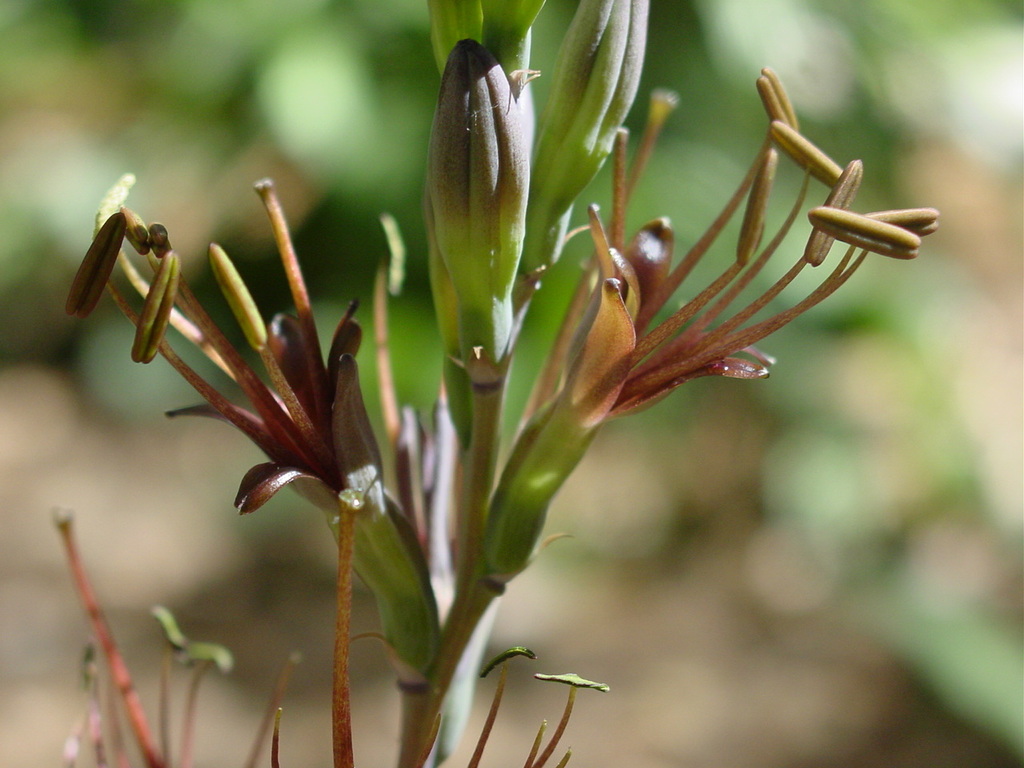 Agave pratensis