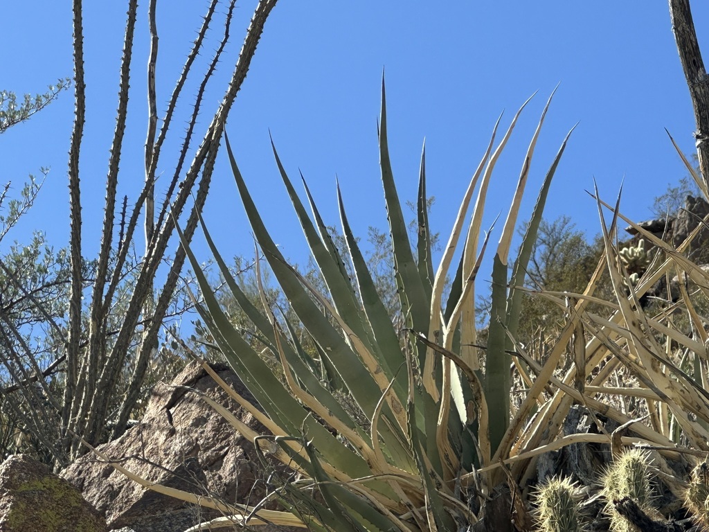 Agave pringlei