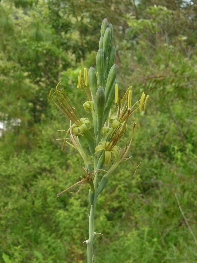 Agave pubescens