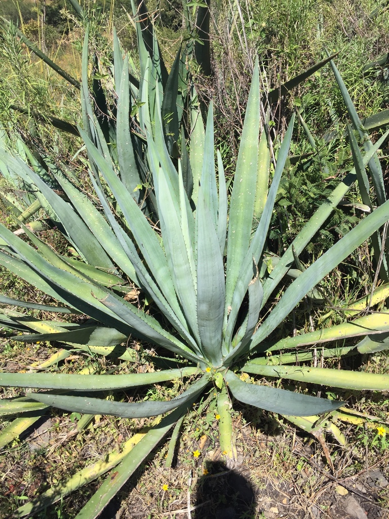 Mexicano