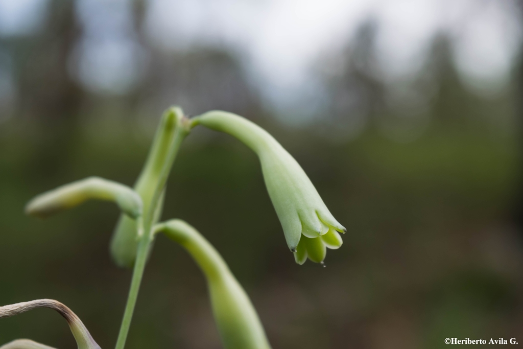 Agave rosei