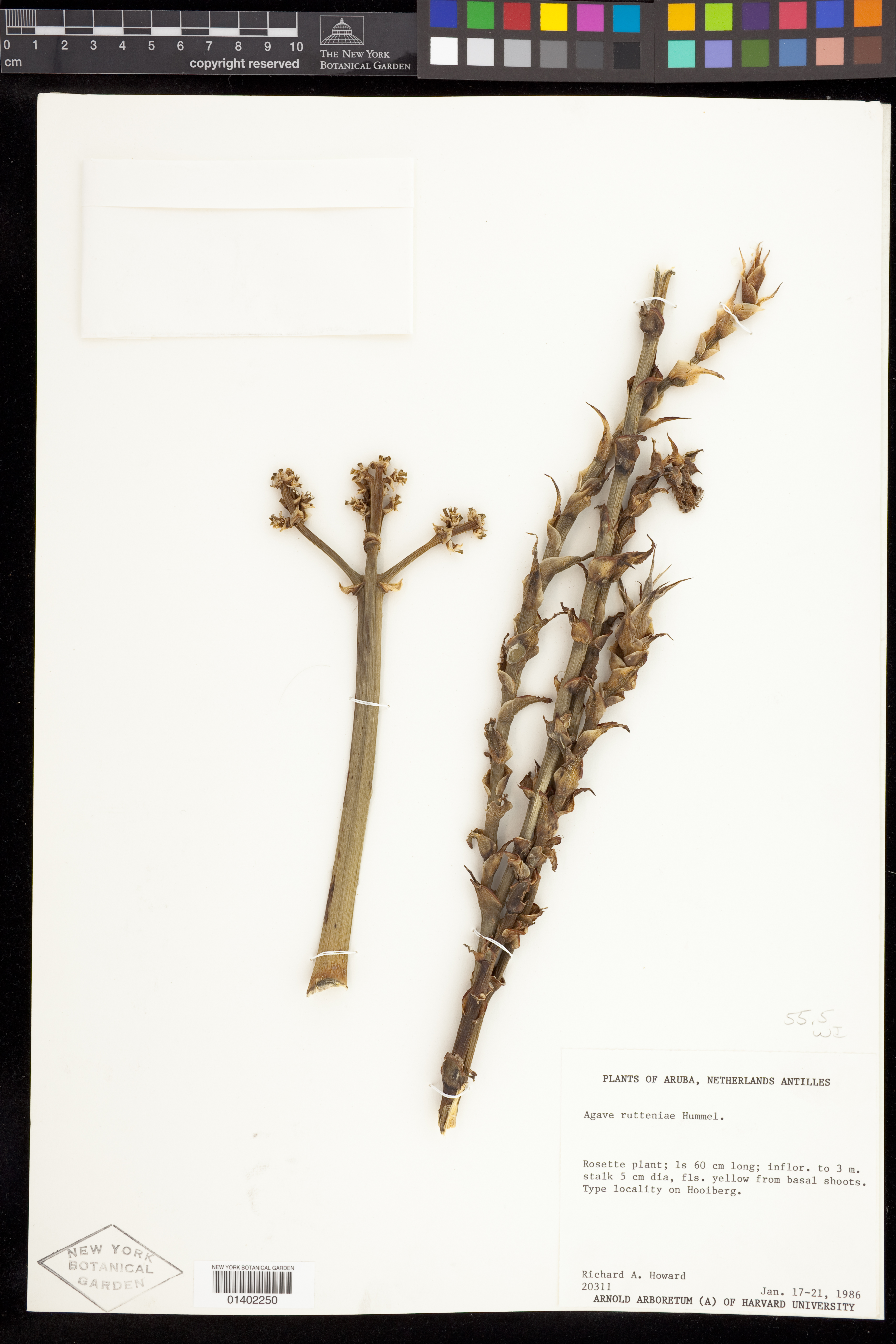 Agave rutteniae