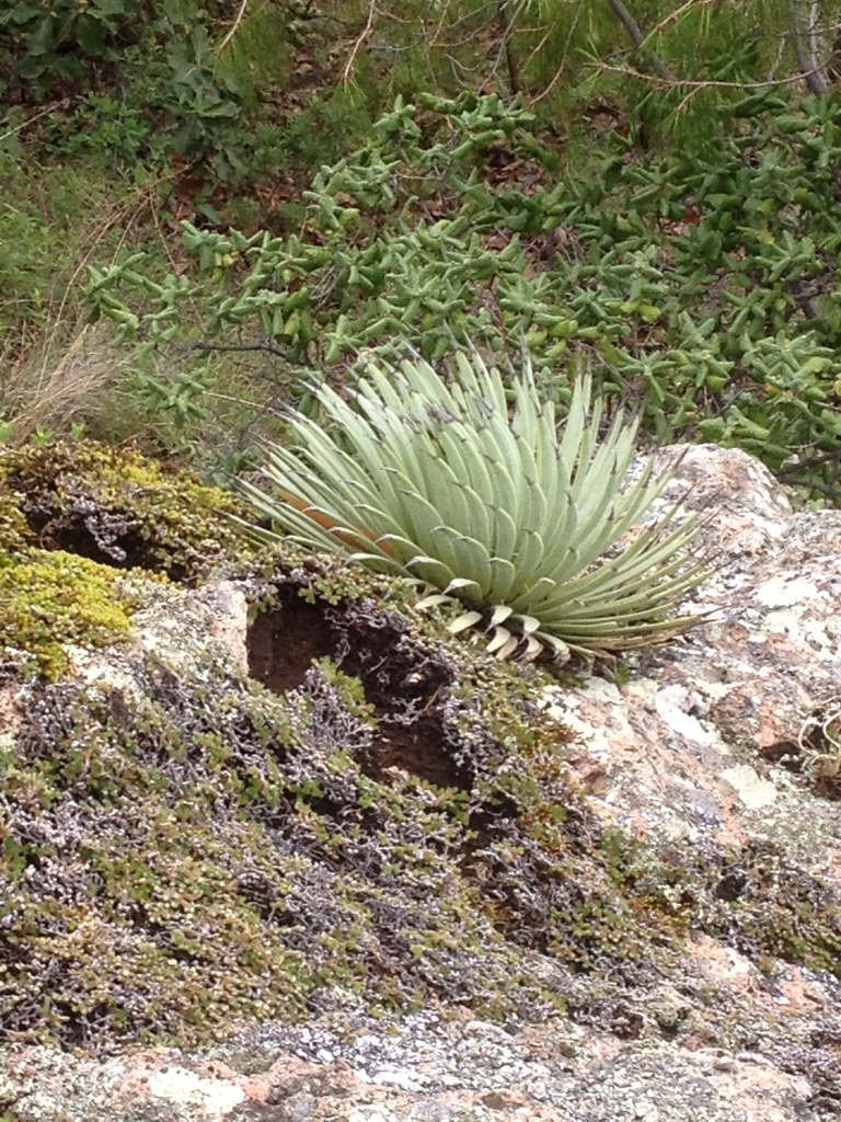 Agave rzedowskiana