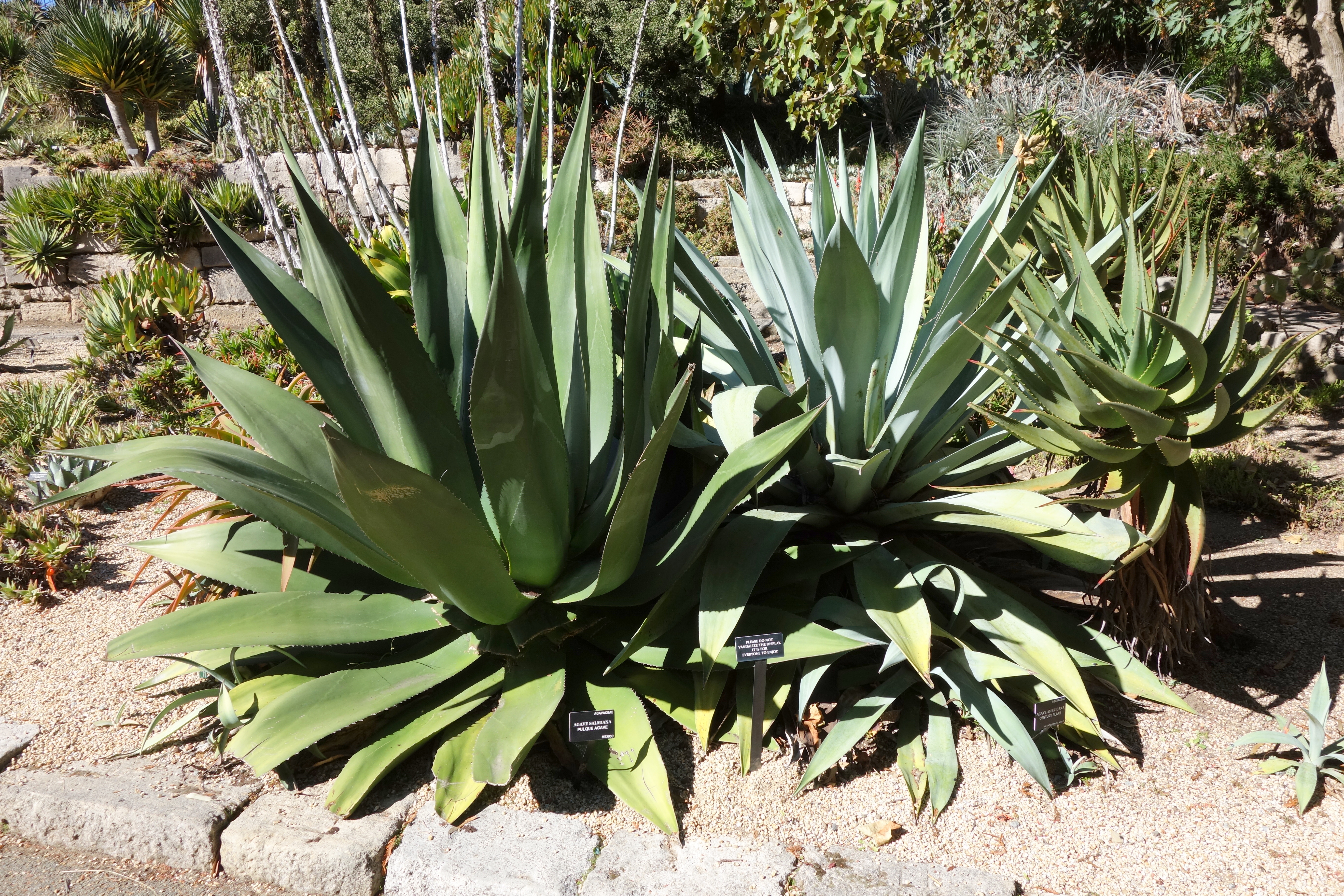 Verde Salmiana