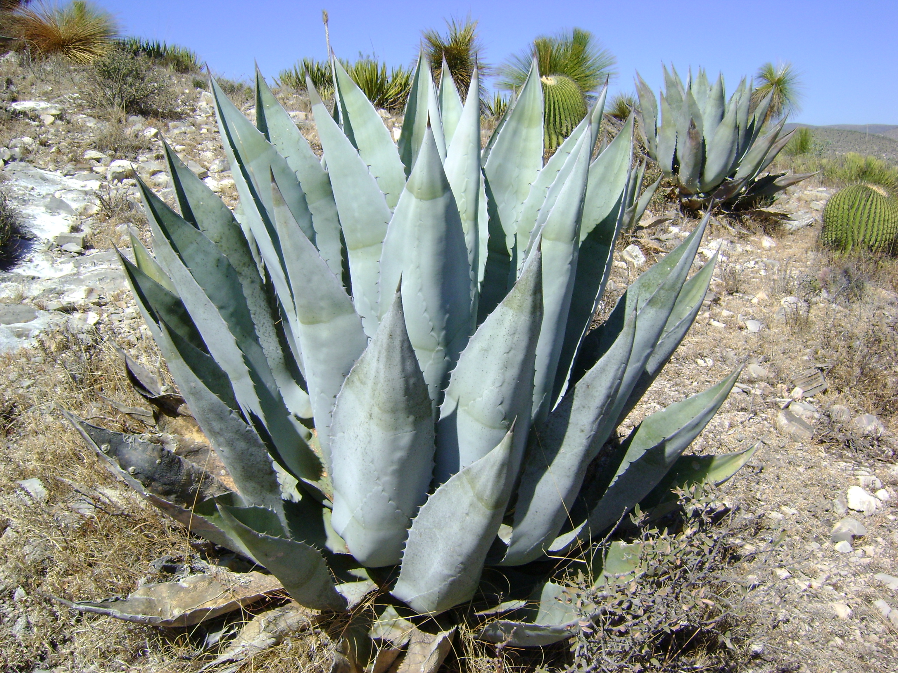 Agave scabra