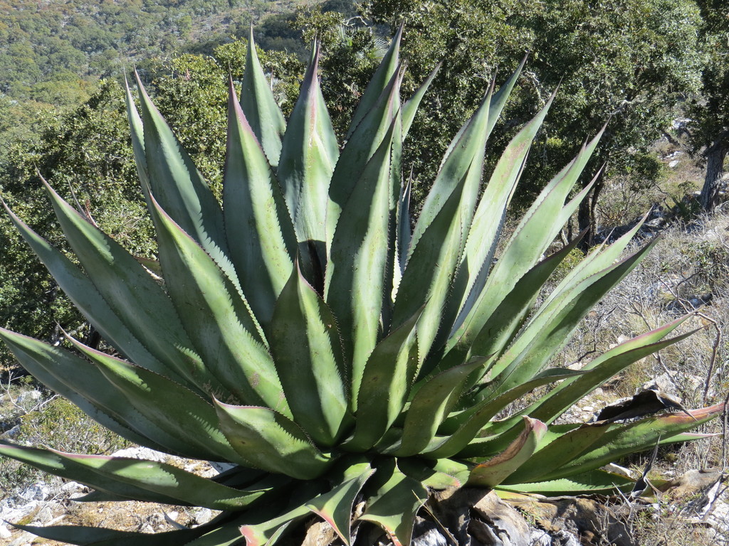 Agave scaposa