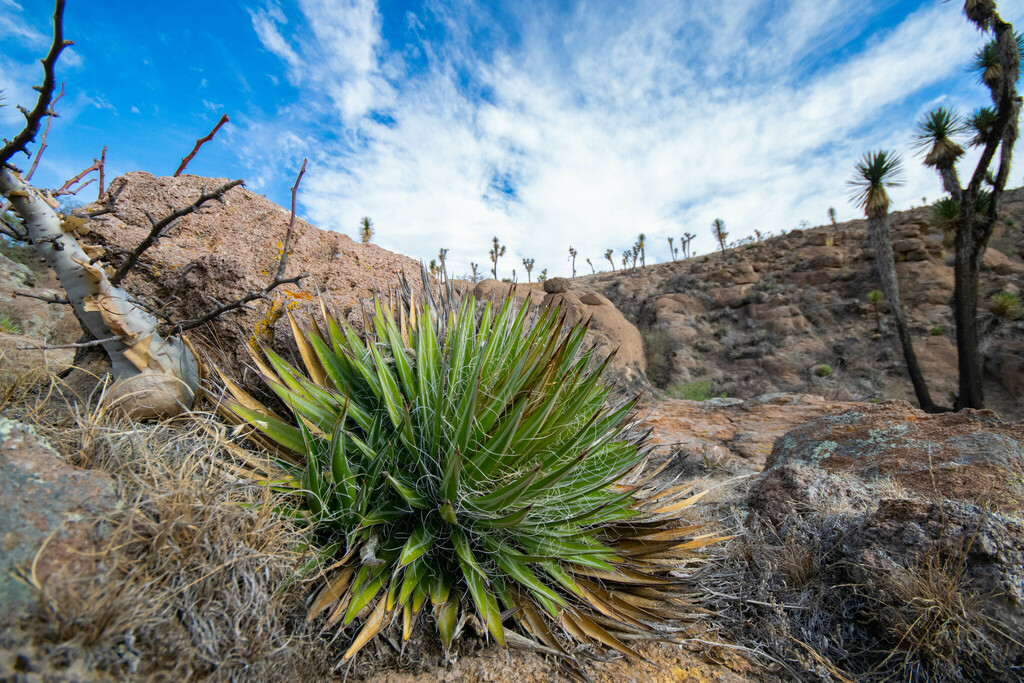 Agave schidigera