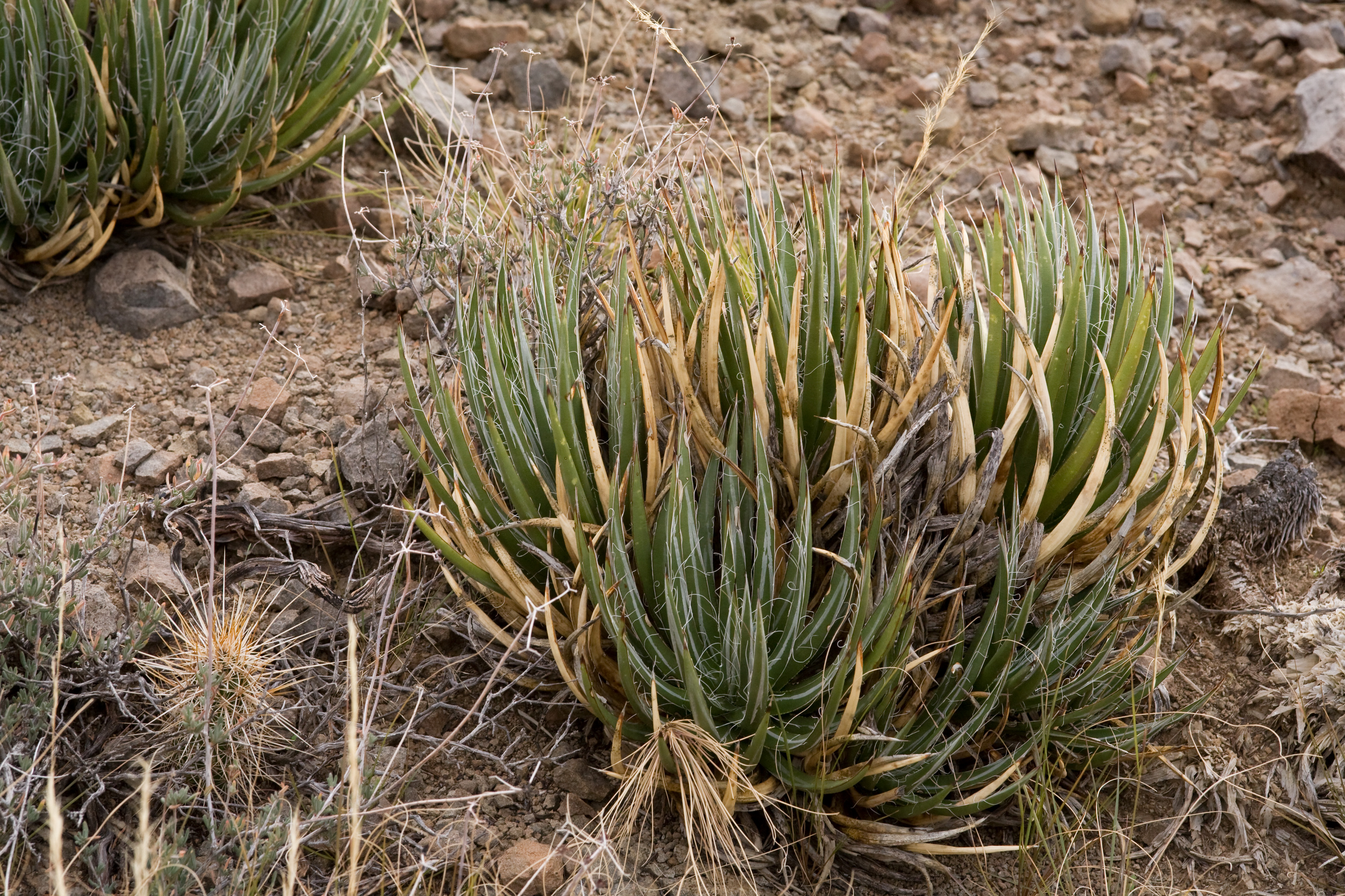 Agave schottii
