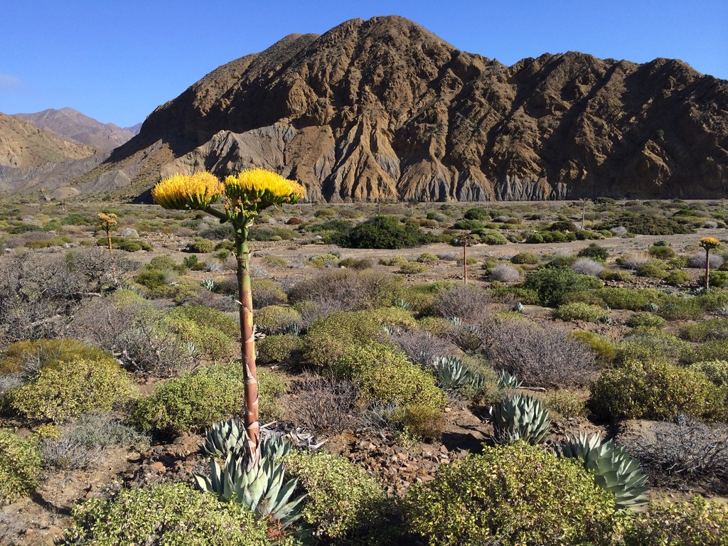 Agave sebastiana