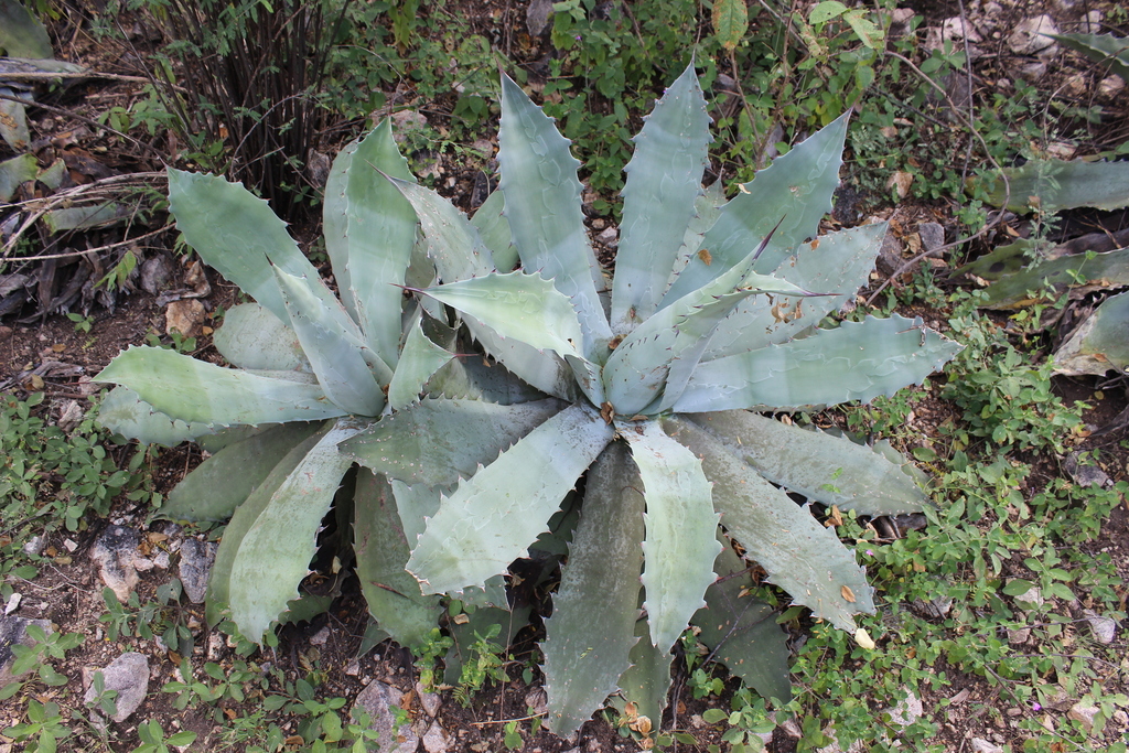 Seemanniana