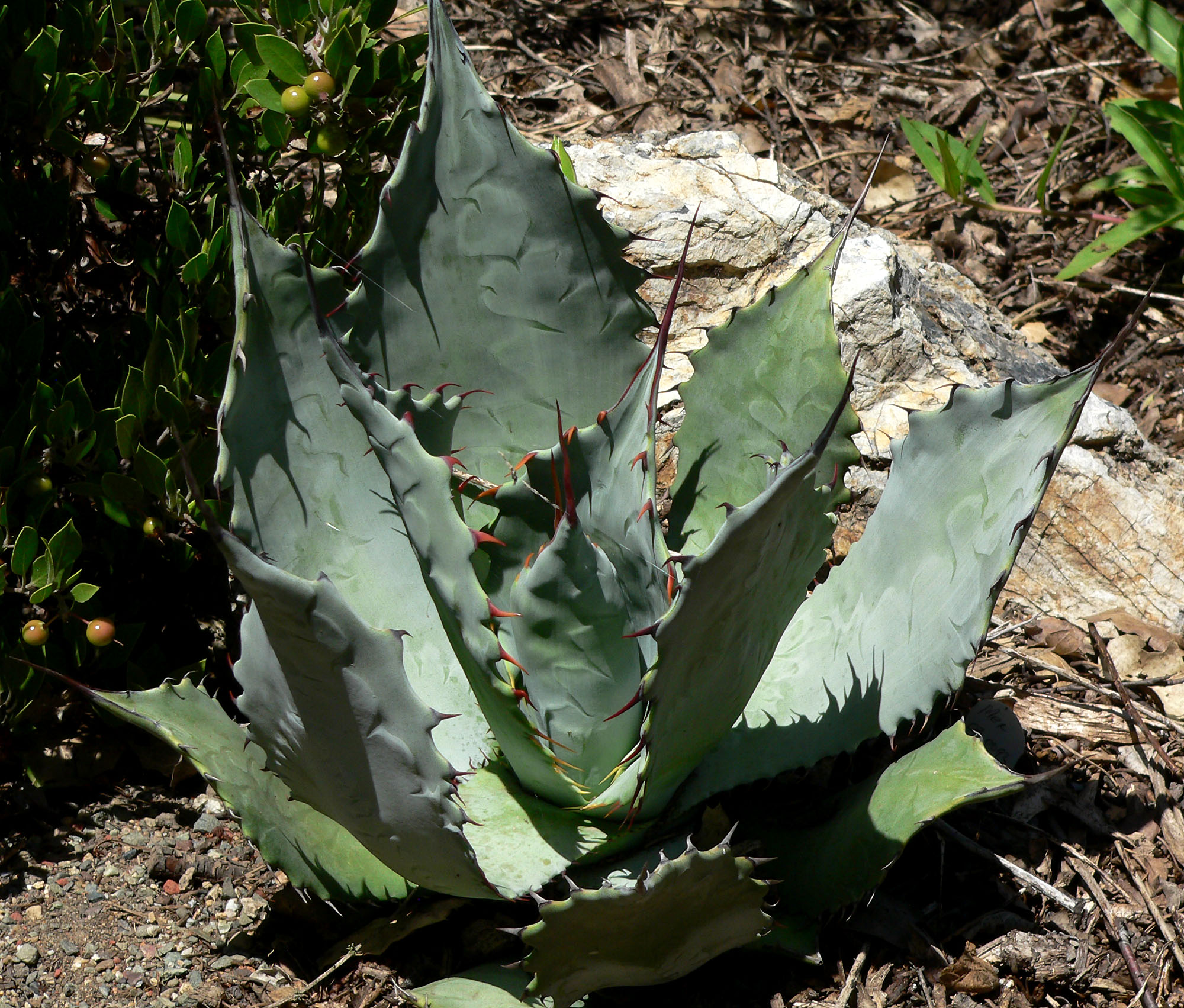 Amole