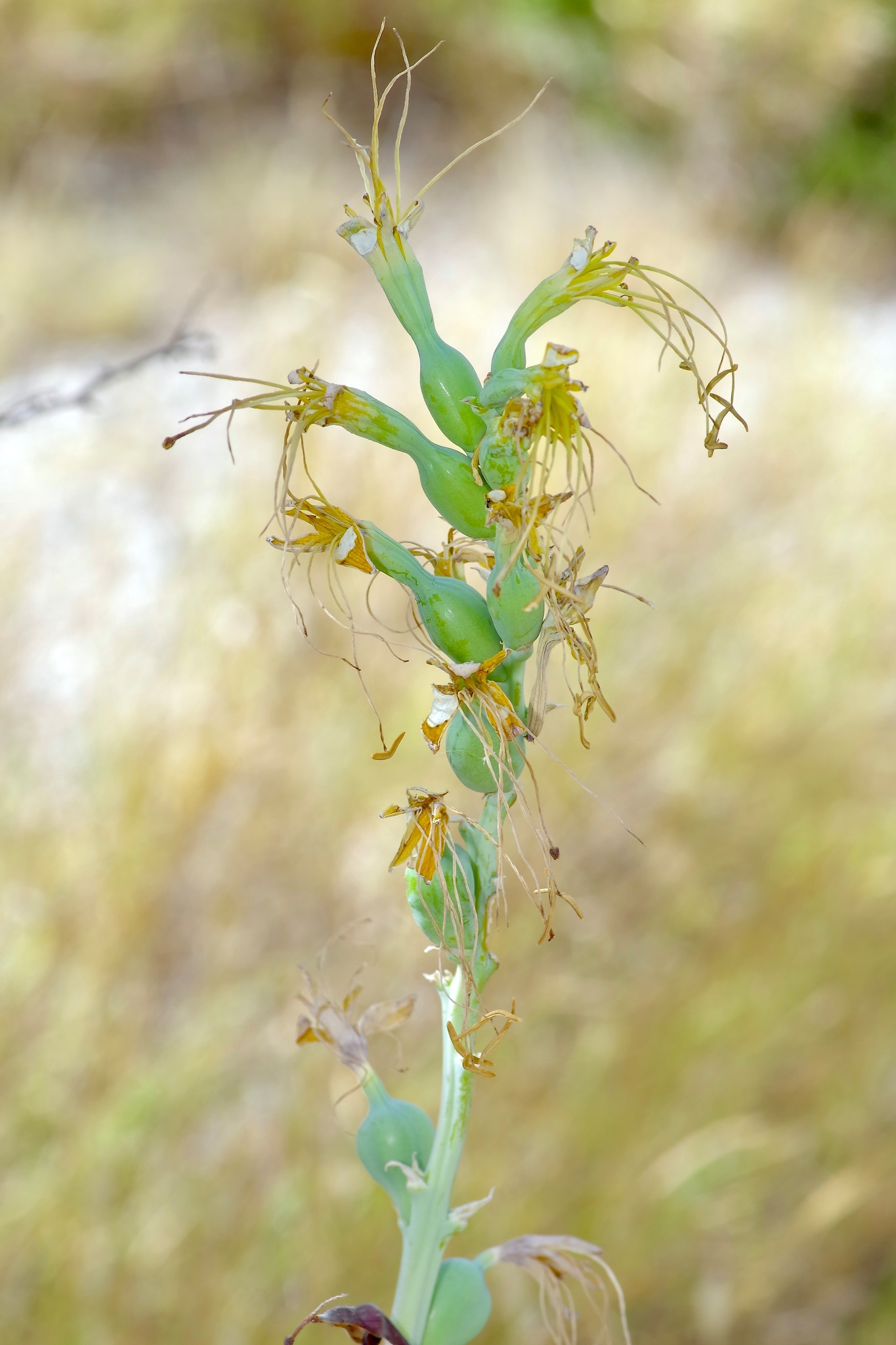 Agave sileri