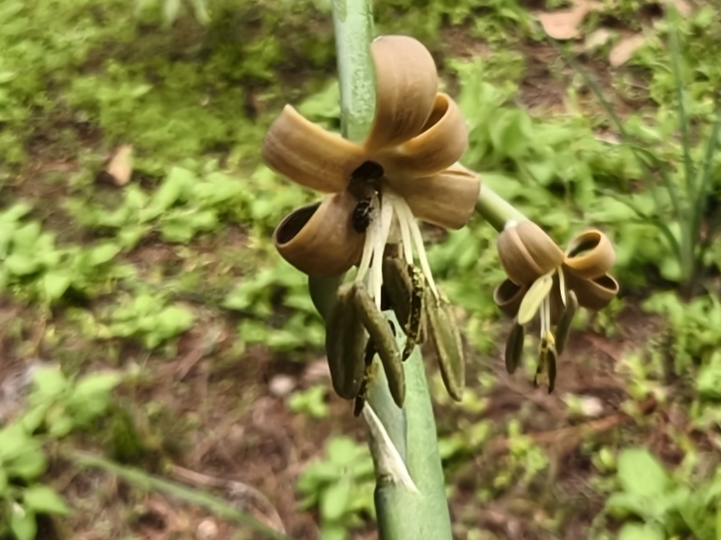 Agave singuliflora
