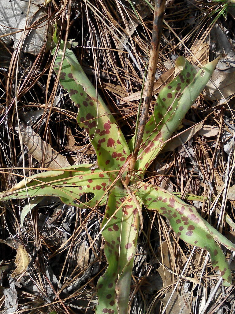 Agave stictata