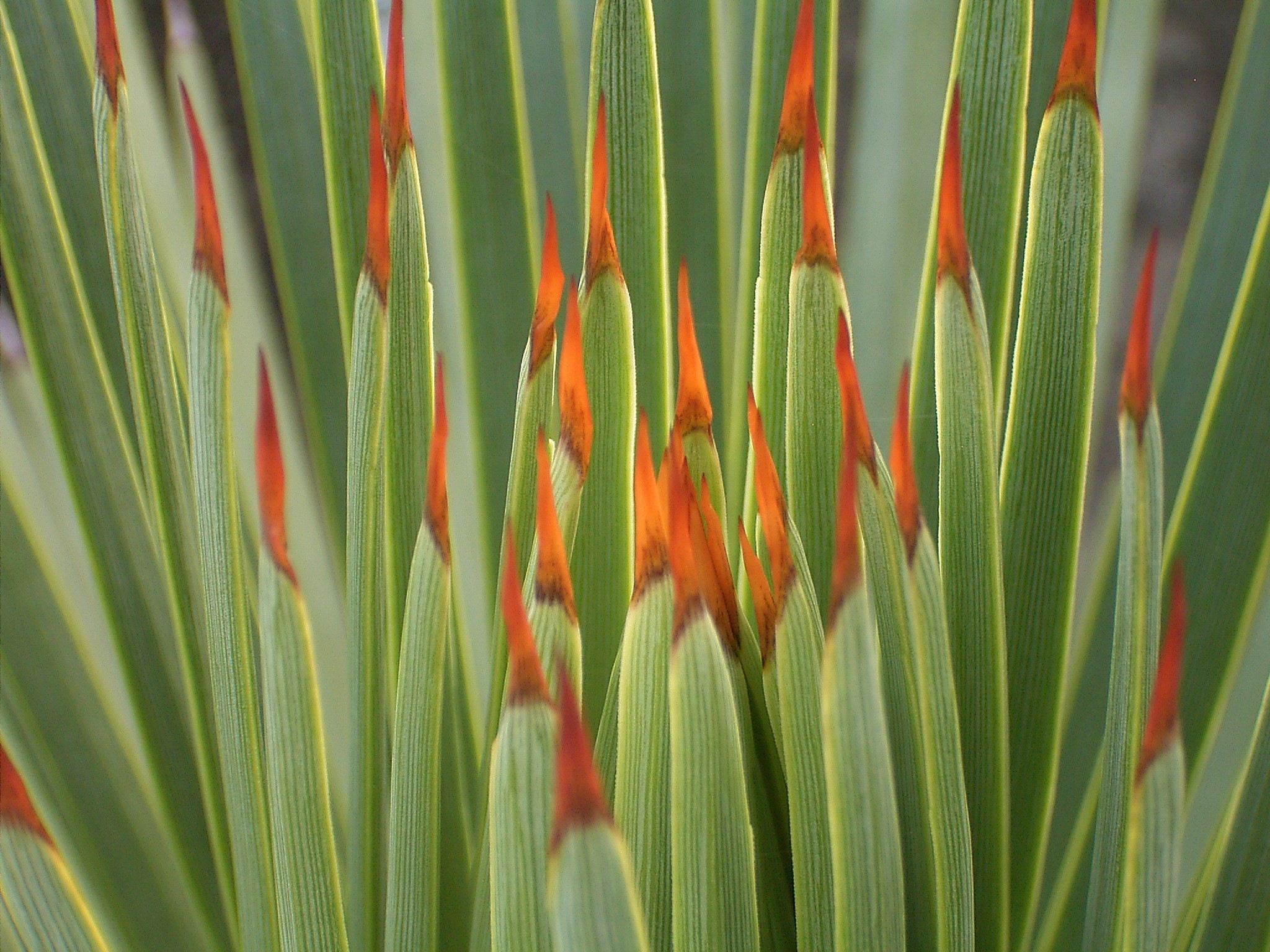 Agave striata