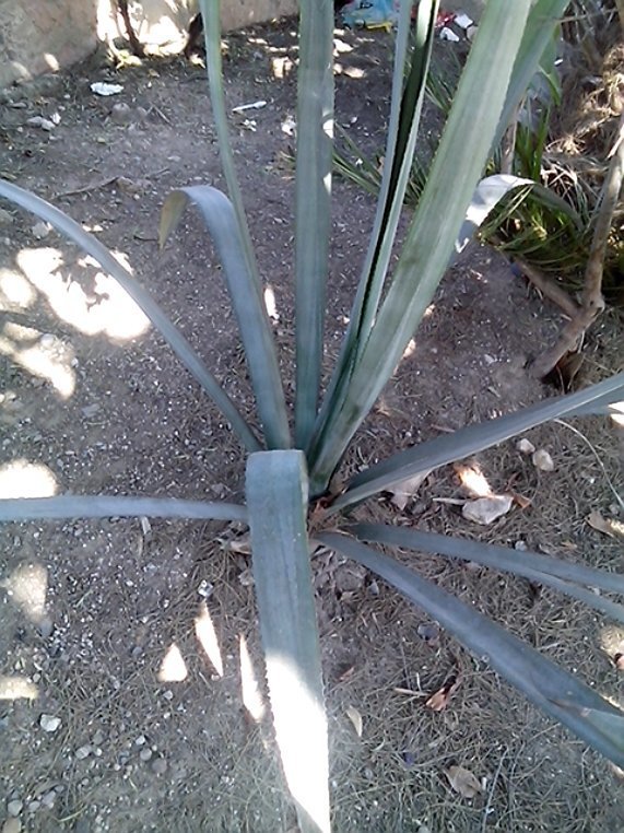 Agave stringens