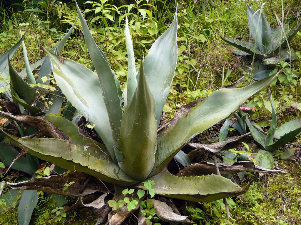 Agave tecta