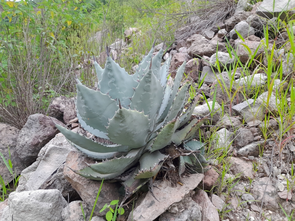 Agave temacapulinensis