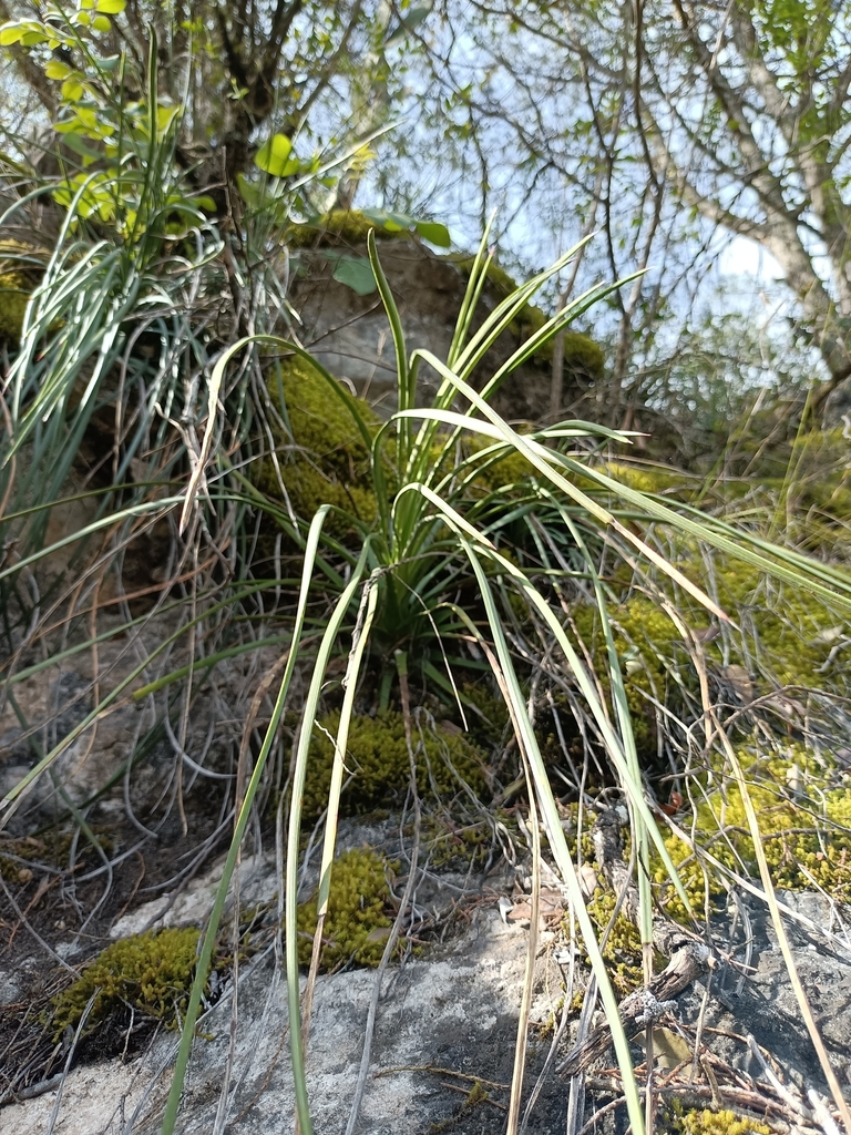 Agave tenuifolia