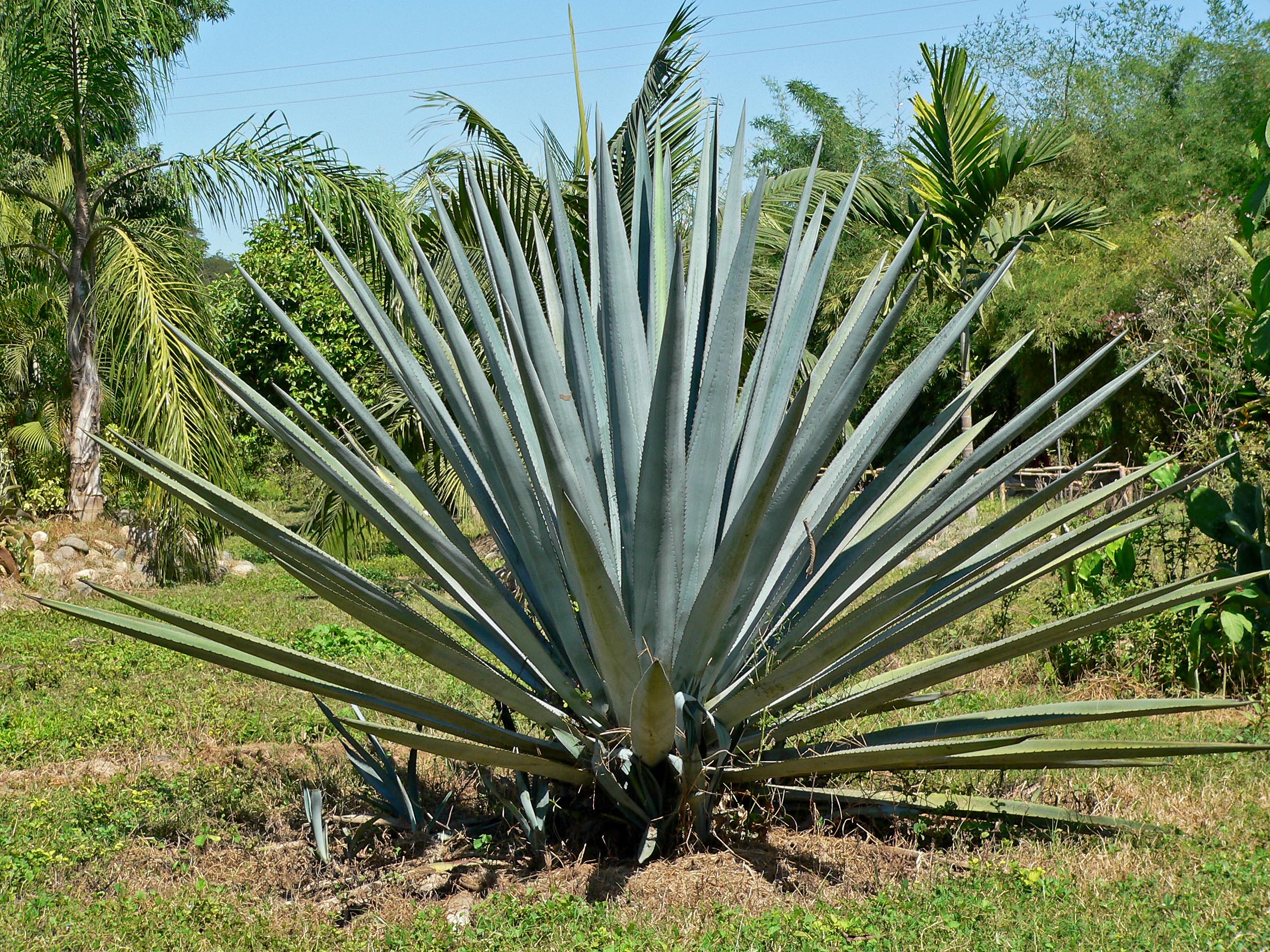 Blue Weber
