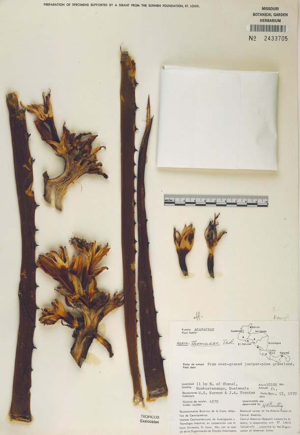 Agave thomasiae