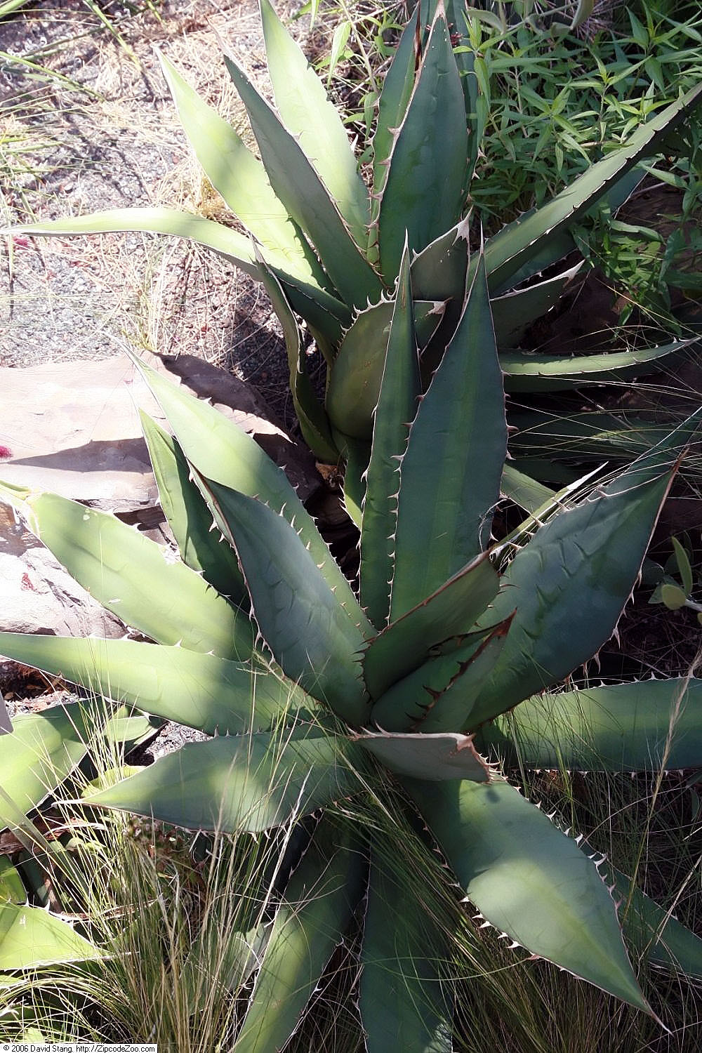Titanota