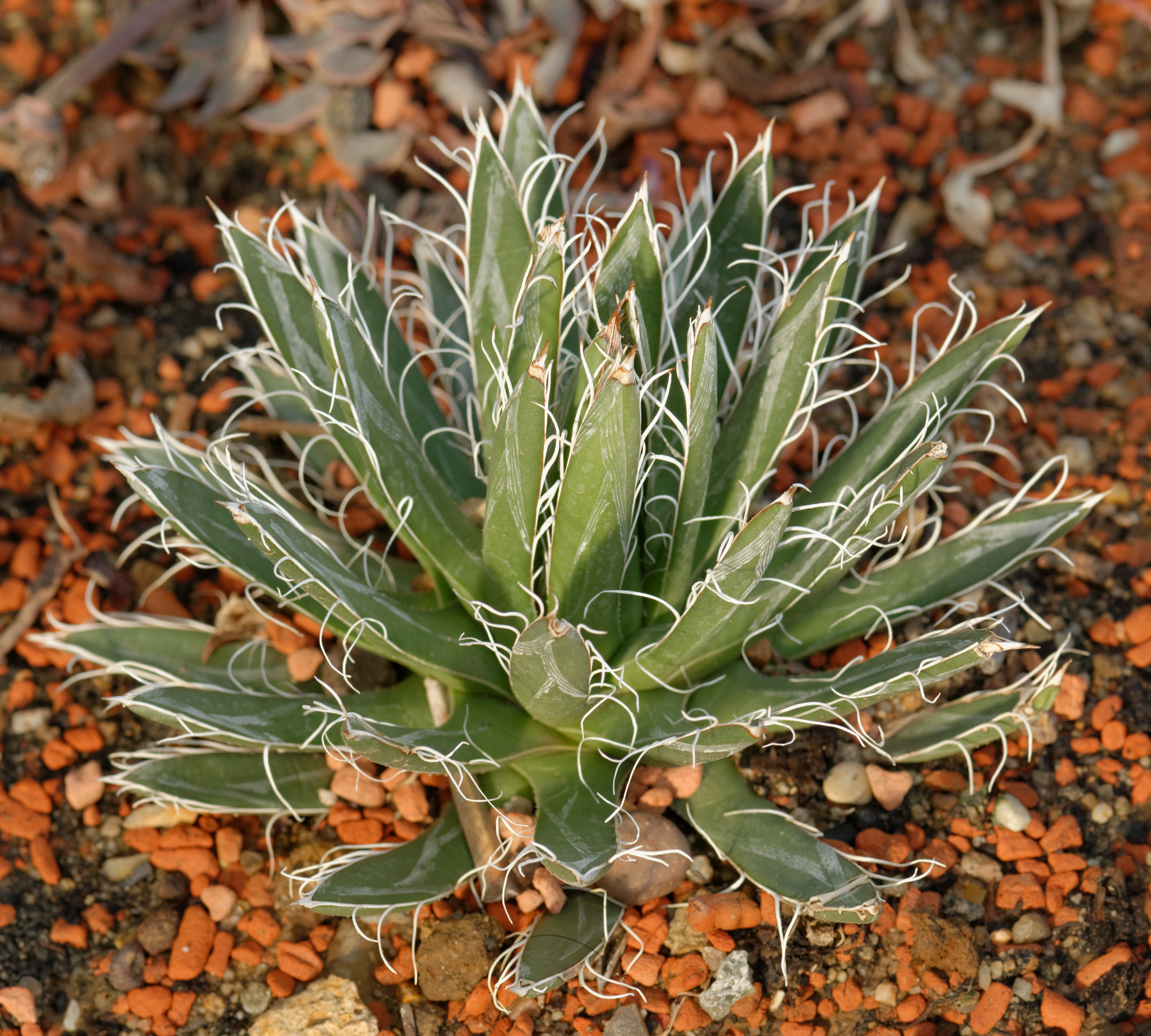 Agave toumeyana