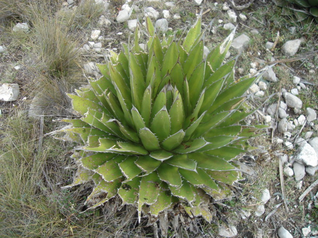 Agave triangularis