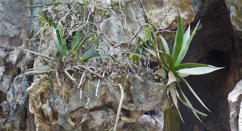 Agave tubulata