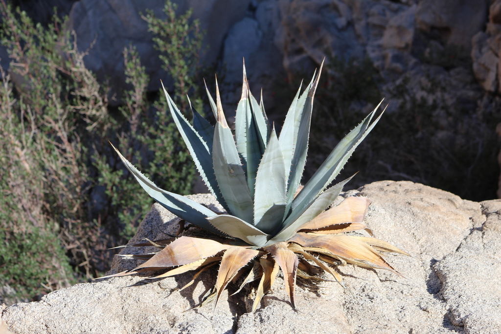 Agave turneri