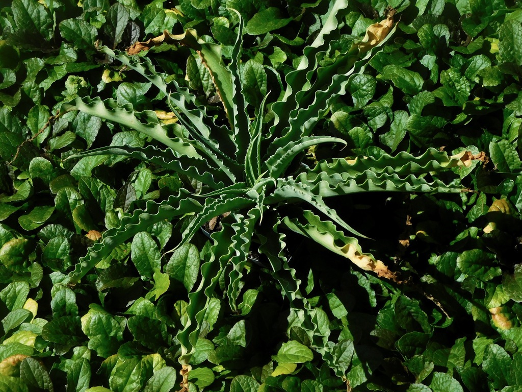 Agave undulata
