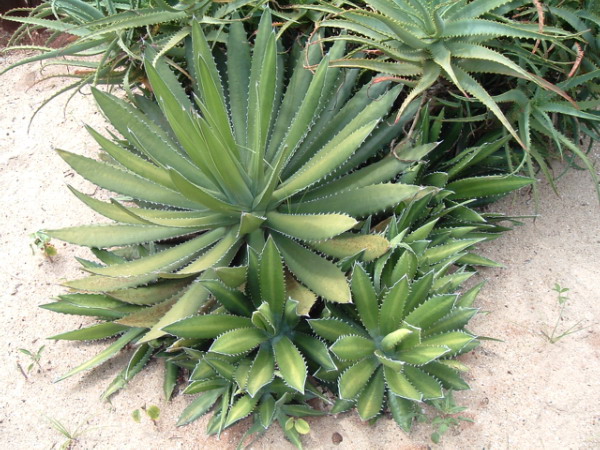 Lechuguilla del Norte