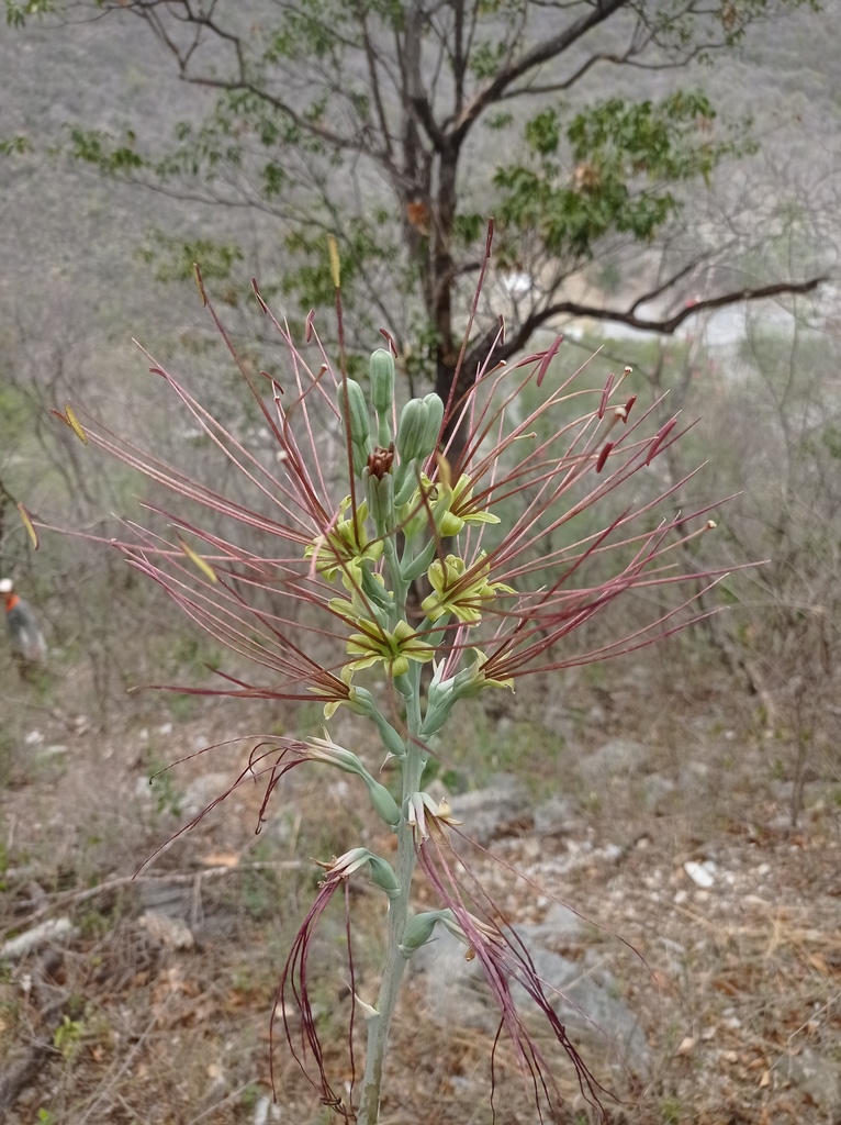 Agave variegata