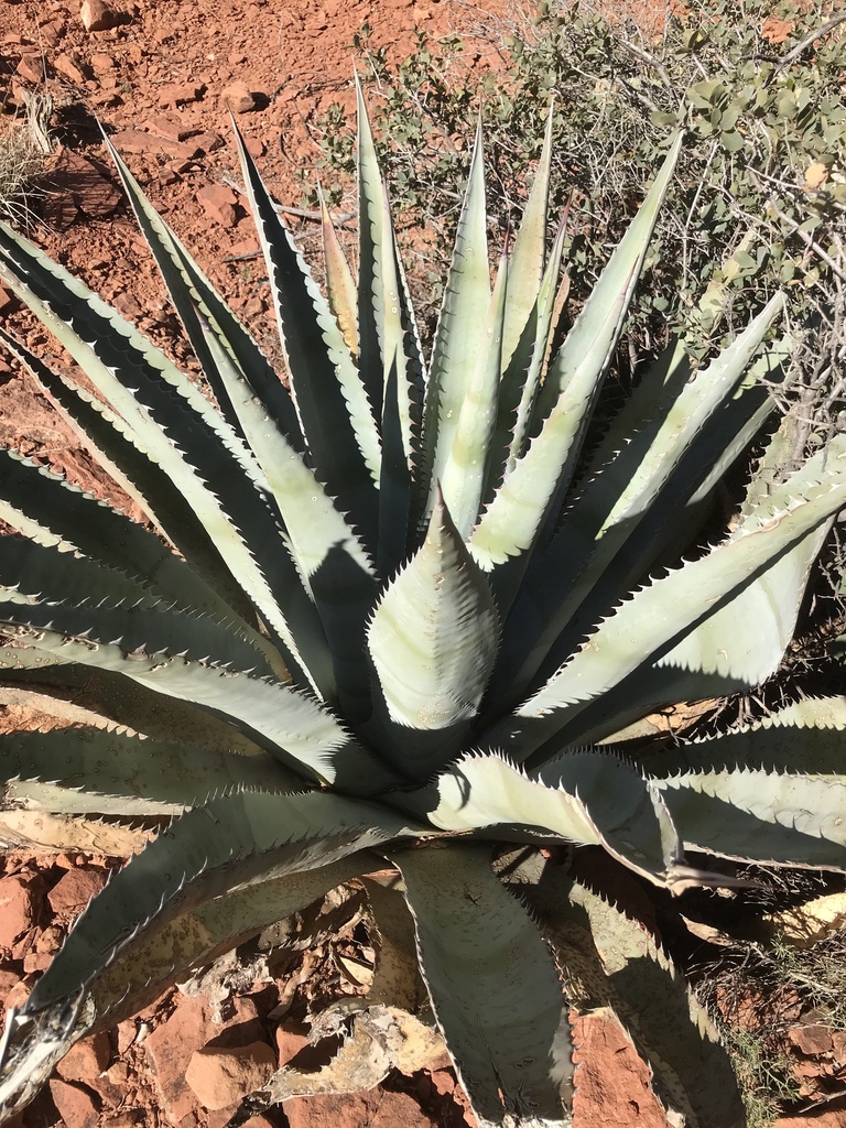 Agave verdensis