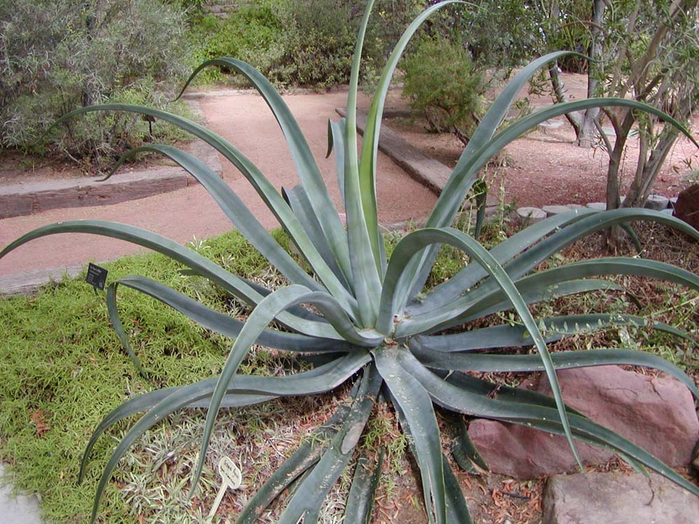 Amole
