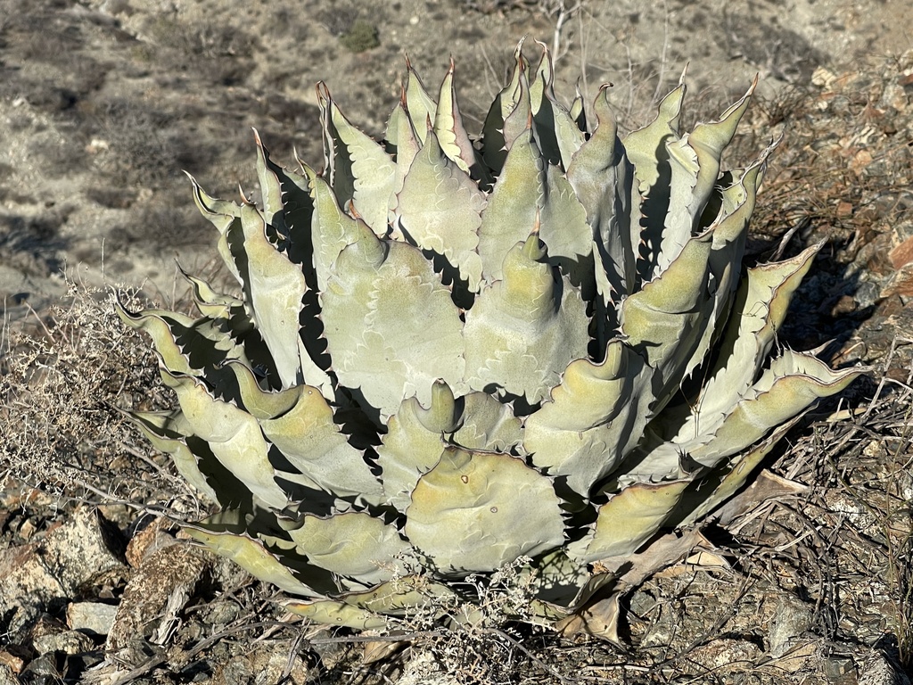 Agave vizcainoensis