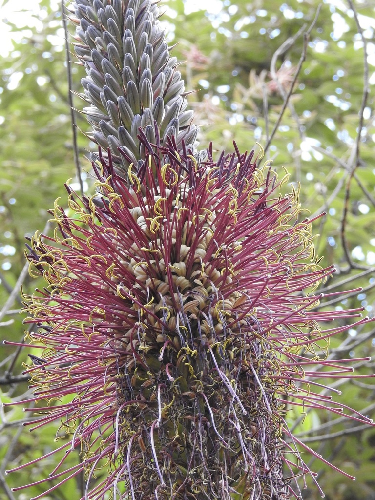 Agave warelliana